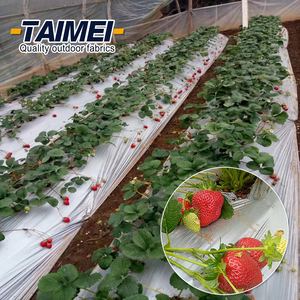 <span class=keywords><strong>Film</strong></span> de Paillage Agricole en Plastique, Toile de Sol, Tissu Anti-Mauvaises Herbes <span class=keywords><strong>pour</strong></span> Légumes et Cultures - Product Image 3