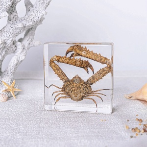 Ressource éducative de stock de spécimen de poisson en résine acrylique pour la biologie Outil d'enseignement des animaux marins réels - Product Image 6