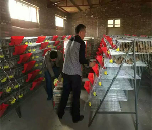 Cage à poules pondeuses <span class=keywords><strong>de</strong></span> type H pour élevage <span class=keywords><strong>de</strong></span> cailles commercial, capacité <span class=keywords><strong>de</strong></span> 360 cailles, fournie par l'usine - Product Image 4