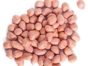Nhà Máy Bán Hàng Trực Tiếp Đặc Biệt Hot Bán Số Lượng Lớn Da Đỏ Đậu Phộng Hạt Nhân Trung Quốc Nguyên Đậu Phộng Hạt Nhân Mà Không Có Vỏ - Product Image 2