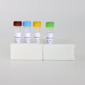Kit Triple neon RT - PCR untuk ketegangan Amerika PRRSV, <span class=keywords><strong>HP</strong></span> - PRRSV & NADC30 - Product Image 5