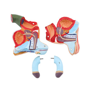 Nam Bên Trong Và Bên Ngoài Bộ Phận Sinh Dục Giải Phẫu Mô Hình - Product Image 5