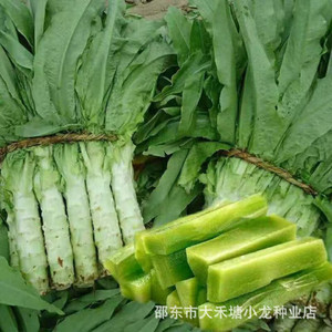 Semi di Lattuga Quattro Stagioni, a Buccia Verde e Polpa Verde, Profumati e ad Alta Resa, Forniture per Giardino - Product Image 2