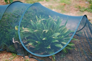 Modern Mesh Anti-Insect Easy Assembly Adjustable Green Mini Metal <b>Garden</b> Tunnel Greenhouse for Plant - Product Image 3