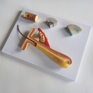 NOUVEAU! Modèle anatomique de haute qualité du cuir chevelu humain - Product Image 2