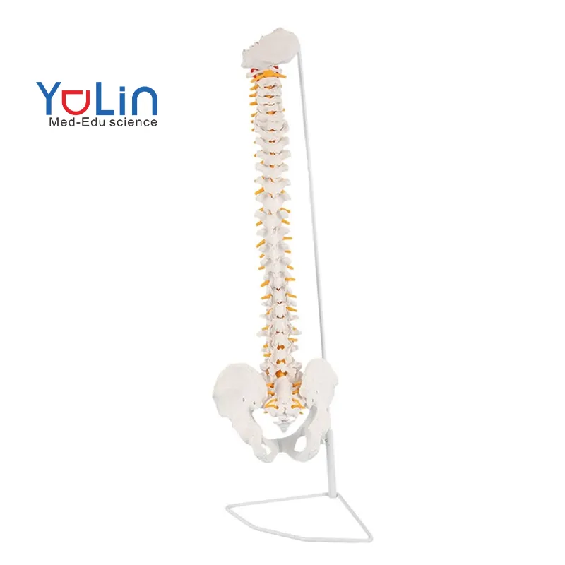 척추 모델 수직 플라스틱 유연한 85cm 골반, 천골, 후두 교육 자원 척추 모델 인체
