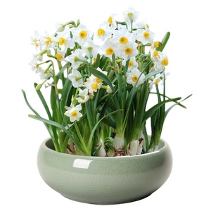 Planta Hidropónica de Hierba del Dinero de Cobre, Planta Hidropónica de Hierba del Dinero Dorada para Interiores, en Maceta, para Mesa de Salón, Fácil de Cultivar - Product Image 6