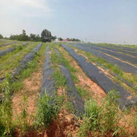 Toile écologique en PLA respirante noire pour usage agricole, 3-5 ans, 1,0 m x 300 m, tapis de désherbage
