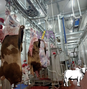 Trung Quốc Nhà sản xuất chìa khóa trao tay Halal thịt bò chế biến abattoir máy gia súc slaughterhouse dòng bò giết mổ thiết bị - Product Image 3