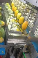Nieuw ontwerp industriële grote schilmachine schillijnapparatuur Dragon fruit Mango schilmachine Vervangt 16 arbeiders