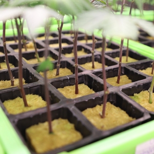 Upuper nhà máy Vườn Ươm Nguồn cung cấp bản sao Cube len Rock - Product Image 5