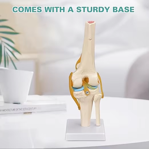 Medisch onderwijsmateriaal voor geavanceerd <span class=keywords><strong>PVC</strong></span> levensgroot menselijk flexie-knie-skelet wetenschappelijk <span class=keywords><strong>model</strong></span> met ligamenten - Product Image 5