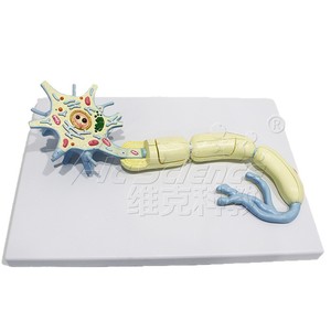 Modèle de nerf, plaque terminale de la fibre musculaire squelettique, modèle échelle réduite pour l'enseignement médical - Product Image 5
