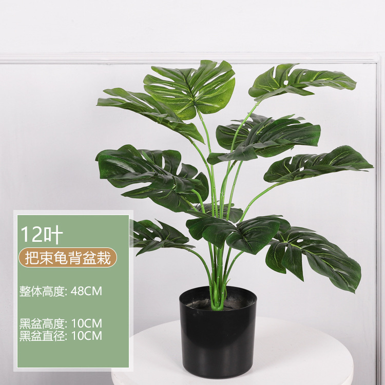 Monstera deliciosa de 48CM