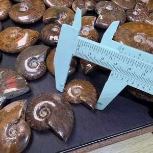 Kindfull, venta al por mayor, fósiles de amonita coloridos naturales, fósiles de piedras preciosas de Madagascar para Decoración - Product Image 3