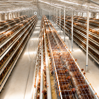 Système de cages automatiques pour poules pondeuses en acier galvanisé à chaud, type A, pour ferme avicole de 1000 à 10 000 oiseaux