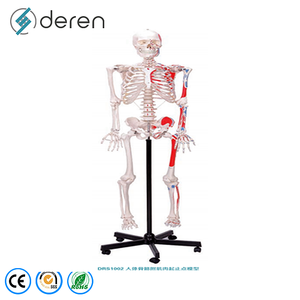 Modèle de squelette humain détachable et déarticulé en PVC, modèle d'ossement complet du corps pour les cours de biologie - Product Image 2
