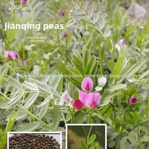 Semi di Pisello Arrowhead, Semi di Pisello Selvatico, Semi di Vetch Piccola, Semi ad Alto Contenuto Proteico, per Olio, Frutteto, Fertilizzazione Verde, Piante da Miele, Controllo delle Erbe Infestanti nei Pascoli - Product Image 4