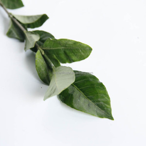 Gardenia, également connu sous le nom de <span class=keywords><strong>jasmin</strong></span> de Cap, est un arbuste <span class=keywords><strong>persistant</strong></span> de la famille des Rubiaceae, aux feuilles vertes brillantes et aux fleurs. - Product Image 1