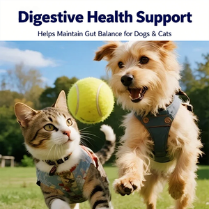 แคปซูล<span class=keywords><strong>น</strong></span>้ำมั<span class=keywords><strong>น</strong></span>ปลาแซลมอ<span class=keywords><strong>น</strong></span>อลาสก้า OEM ผสมโปรไบโอติกและพรีไบโอติก สำหรับสัตว์เลี้ยง (แมวและสุ<span class=keywords><strong>น</strong></span>ัข) - บำรุงผิวหนังและข<span class=keywords><strong>น</strong></span> ดูดซึมเร็ว - Product Image 6