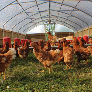 Serre tunnel d'élevage pour volailles, pour poulets - Product Image 3