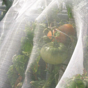Filets anti-insectes pour la maison, en maille plastique, pour protéger les fruits et légumes, moustiquaire de fenêtre, filet anti-insectes du Vietnam - Product Image 4