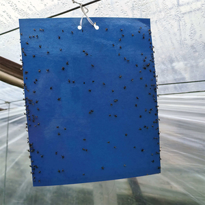 Lastre in PP giallo ad alta efficienza, materiali per trappole adesive per insetti, acchiappamosche da frutta, trappole per insetti appiccicose - Product Image 6