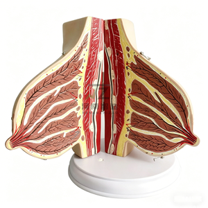 Modèle anatomique de sein féminin humain en phase de lactation pour l'enseignement médical et l'anatomie - Product Image 4