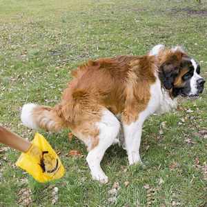 Custom Printed Logo Eco Friendly 100% Biodegradable Dog Poop <b>Bags</b> <b>Compostable</b> - Product Image 5
