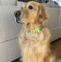 Étiquettes personnalisées pour collier d'animal de compagnie, breloques d'identification en plastique violet pour chien et chat, accessoires en forme de patte, cœur, fleur