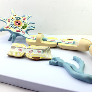Modèle anatomique du nerf du corps, grossissement 2500 fois, structure des tissus cellulaires des fibres nerveuses, adapté à la recherche des neurologues - Product Image 3