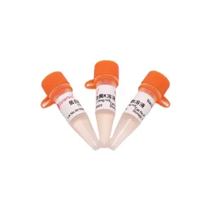 Solarbio Hochwertige Proteinase-K-Lösung (10 mg/ml) für wissenschaft liche Forschungs rohstoffe im Labor reagenz