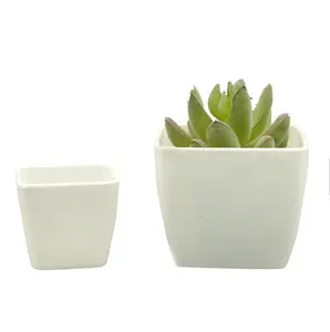 Classic Simplicity Simulated Succulents White Plastic Square Mini Flower Pot