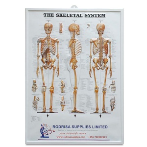 Tabla Anatómica <span class=keywords><strong>del</strong></span> <span class=keywords><strong>Sistema</strong></span> Esquelético <span class=keywords><strong>Humano</strong></span> en Plástico - Product Image 1
