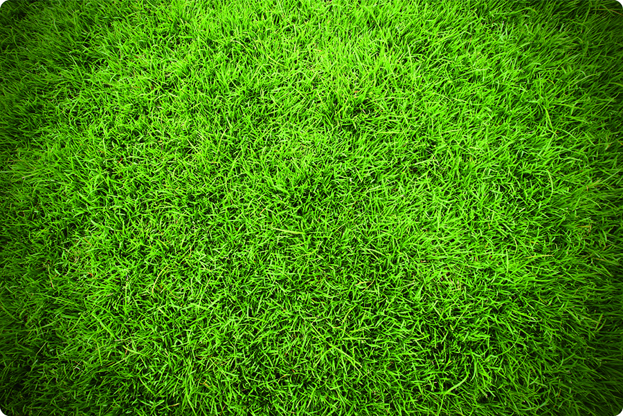 Grass_01 _ 4 'x3'
