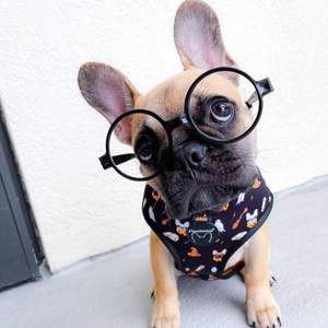 Frenchiestore Reversible <b>Dog</b> Health <b>Harness</b> Pupper - Product Image 3