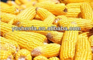 Corn Gluten Meal Hydrolyzed Wheat Protein for <strong>Feed</strong> <strong>Additive</strong> (58% 60%) - Product Image 4