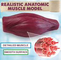 Modelo de Grasa Artificial Suave para Ciencias Médicas y Modelo de Músculo Humano para Estudiantes de Anatomía y Fisiología CE/ISO