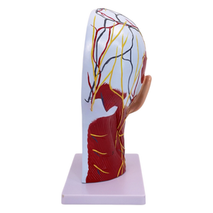Modelo Anatómico Sagital <span class=keywords><strong>de</strong></span> Cabeza y Cuello Humano, Modelo Superficial <span class=keywords><strong>de</strong></span> Cabeza para Enseñanza Médica - Product Image 1