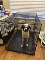 Vente en gros directe usine : Grande cage pour animaux de compagnie en fil métallique d'acier inoxydable avec plateau en plastique et fermeture à boucle
