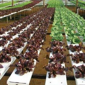 Hệ thống trồng thủy canh <span class=keywords><strong>NFT</strong></span> ngang năng suất cao, hệ thống <span class=keywords><strong>NFT</strong></span> thương mại, hệ thống lớn - Product Image 4