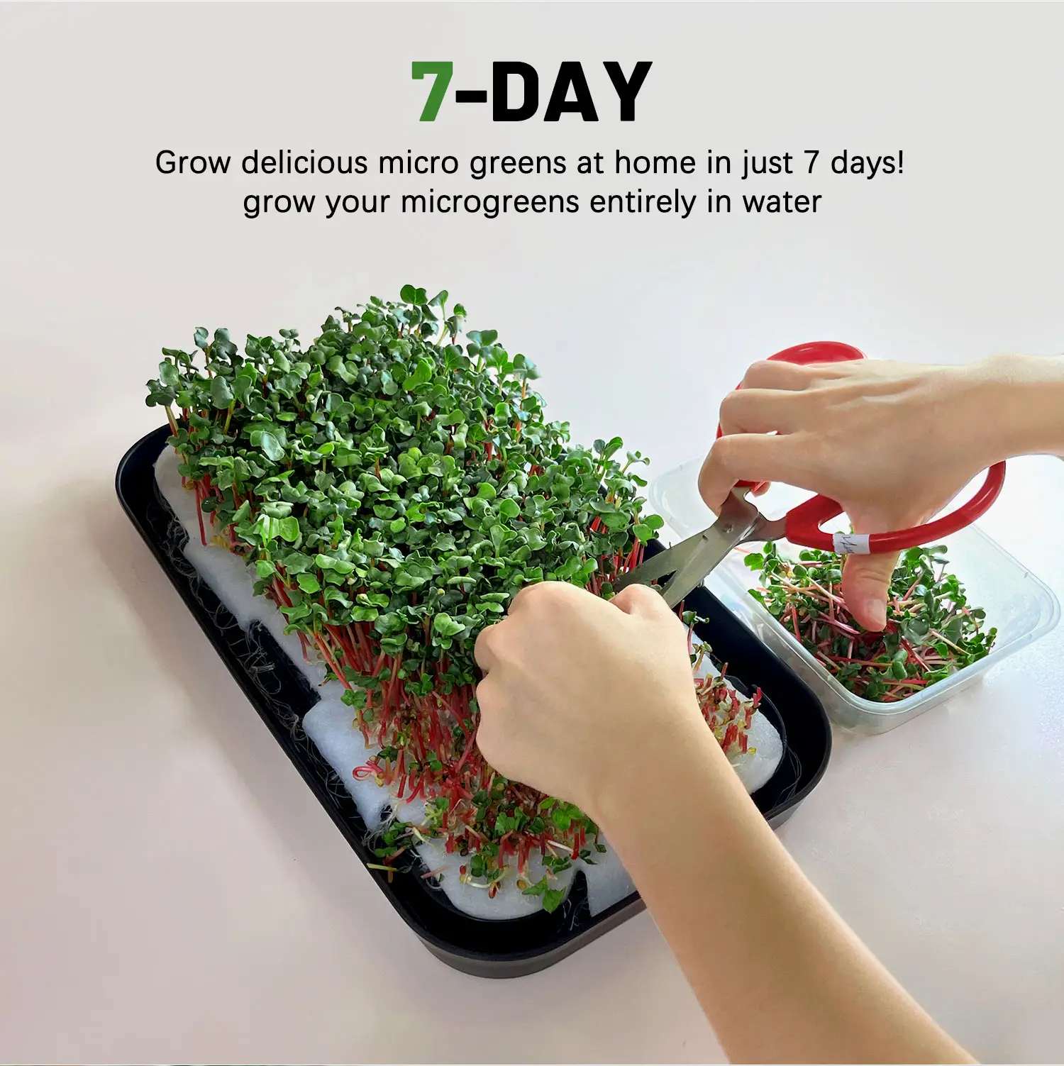 Micro green Growing Kit selbst bewässern Indoor Gemüses amen Pflanzer Garten Starter wachsen leichte Hydro ponik Pflanze Kit