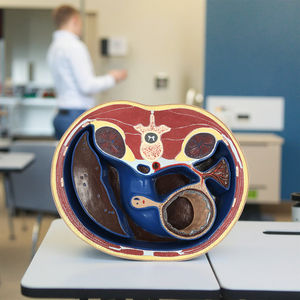 पेट मानव शरीर रचना भागों के माध्यम से योजनाबद्ध क्रॉस अनुभाग चिकित्सा मानव शिक्षण मॉडल - Product Image 5