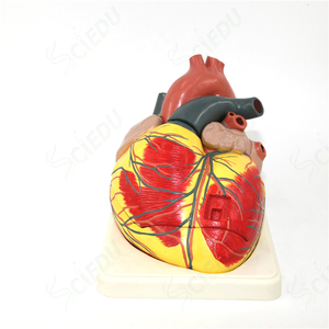 Modello di anatomia <span class=keywords><strong>del</strong></span> cuore grande di alta qualità modello di anatomia <span class=keywords><strong>del</strong></span> cuore umano in plastica medica soggetto di scienza medica modello di cuore di anatomia umana - Product Image 4