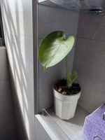 Sistem Penyiraman Otomatis dengan Sumbu Penyerap untuk Pot, Kontrol Akar, Reservoir Isi Ulang Mudah, Menjaga Kelembapan yang Konsisten untuk Philodendron