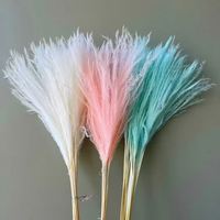 Großhandel: Boho-Trockenblumen, konserviertes Pampasgras, Phragmites, weiches Schilfgras für Thanksgiving, Ostern und Halloween Deko