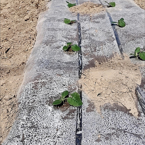 Fabricant chinois d'irrigation goutte à goutte, tuyau plat PE adapté aux systèmes d'irrigation goutte à goutte - Product Image 5