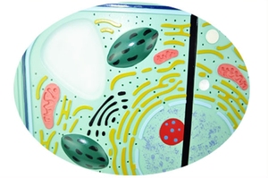 Estudiante aprendizaje Animal planta célula modelo de enseñanza comparativa Animal y planta anatomía célula estructura modelo biología médica - Product Image 5