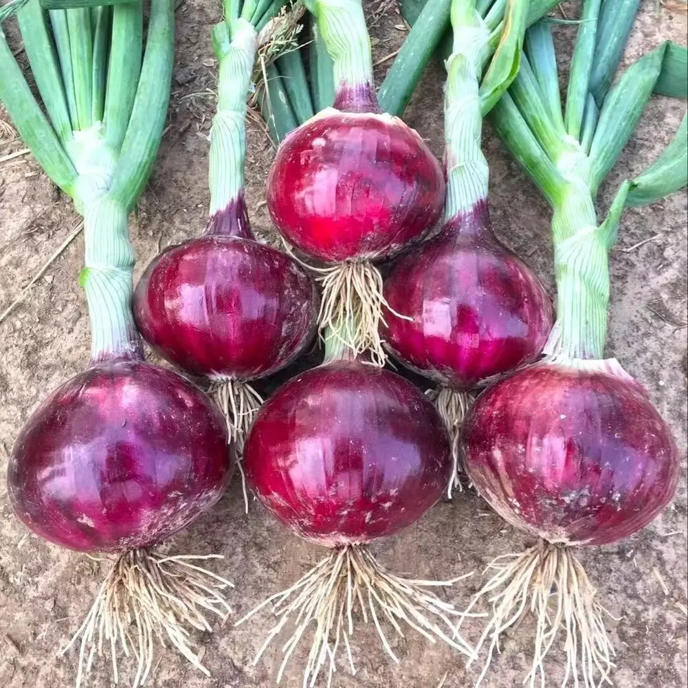 High Quality Big Round China Fresh Red Onion with good price for export Onion With Cheap Price For Sale organic fresh vegetable