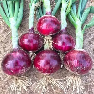 Cebolla roja fresca de China redonda grande de alta calidad con buen precio para la exportación Cebolla con precio barato para la venta vegetales frescos orgánicos